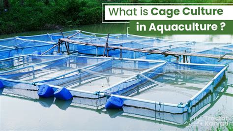 fish cage|Cage Culture: Cage Construction, Placement and Aeration.